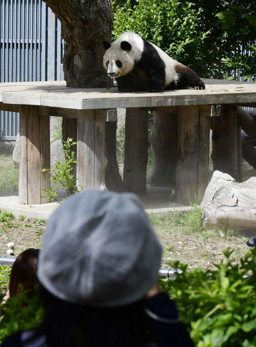 熊猫天天最新新闻爆料,最新热点事件内幕曝光  第3张